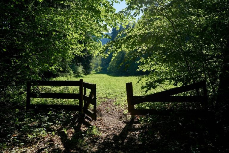 Rural wooden gate opening into a beautiful green meadow representing freedom on many levels