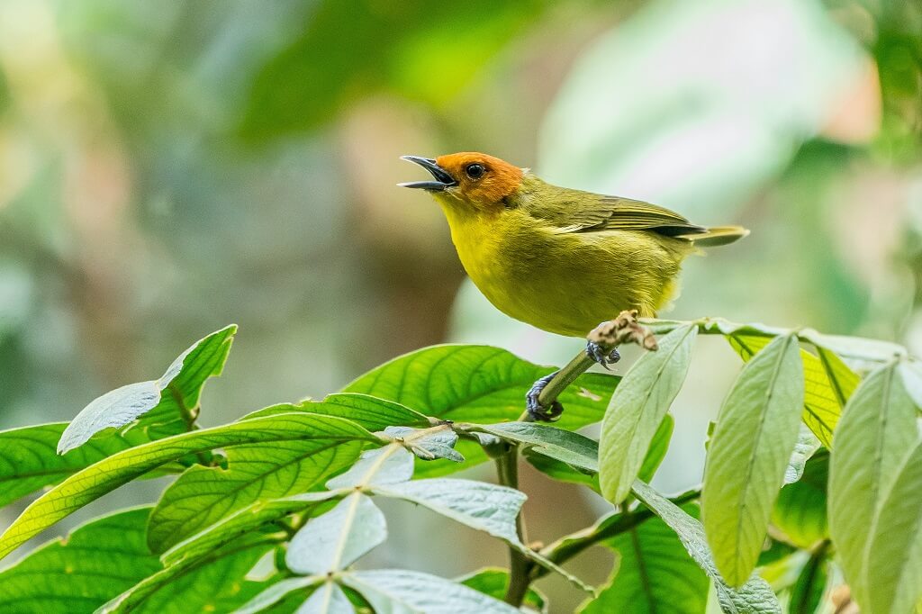 A little yellow songbird sings and shows us a way to contribute to the world