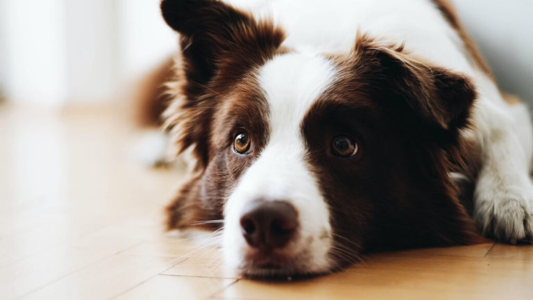 Photo is of the face a beautiful brown and white dog looking up calmly and expectantly into the eyes of the viewer, with one ear adorably perked.