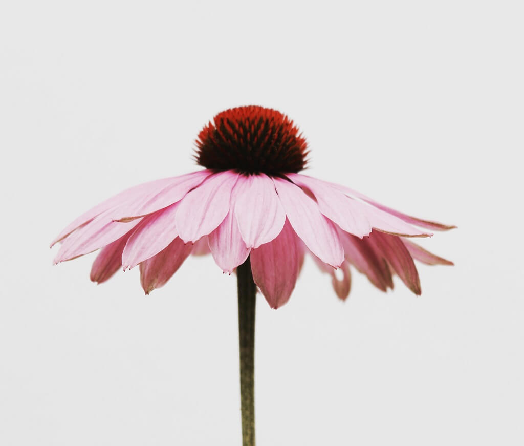 Photo shows a lovely pink daisy whose petals have begun to wilt like a relationship that has wilted. 