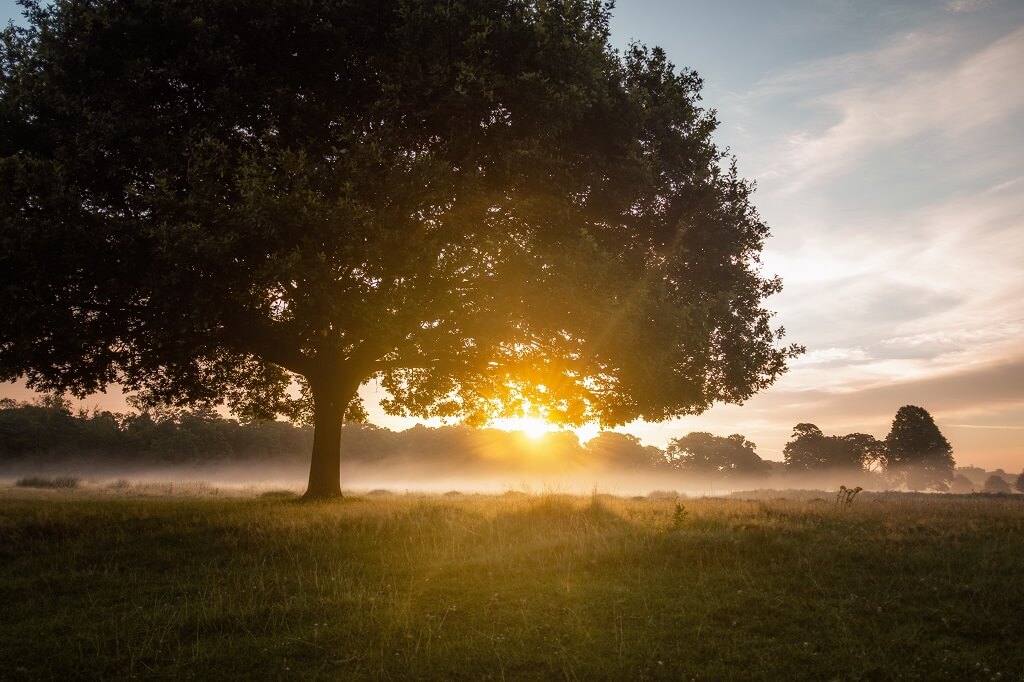 Photo is of the light of sunrise behind a beautiful large green tree on a golden field, on a misty, magical summer morning.