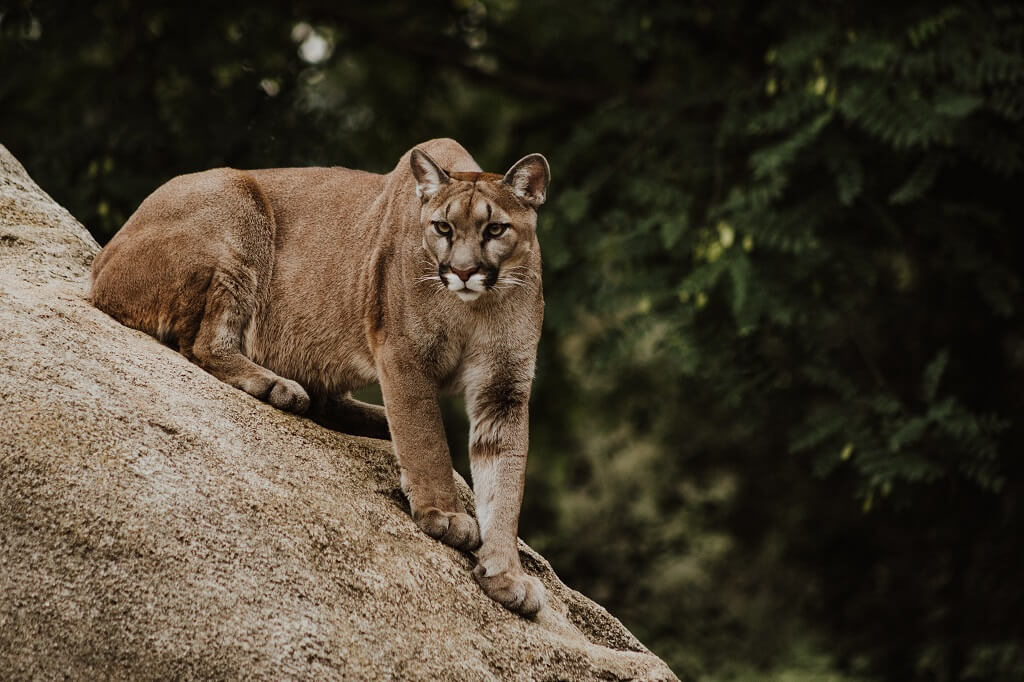 The cougar in the picture is certainly no pet. The cougar reminds us that we must never make a pet out of a serious disease. We see the cougar crouching on a sloping brown rock, ready to spring forward with his eyes focused intently.